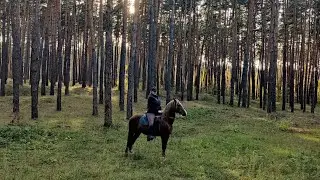 Лес. Кони. Рок.