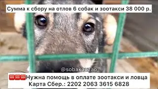 🆘🆘🆘🆘🆘НУЖНА ПОМОЩЬ В ОПЛАТЕ ОТЛОВА 6 собак И ЗООТАКСИ! Сумма 38 000 р. Сбер : 2202 2063 3615 6