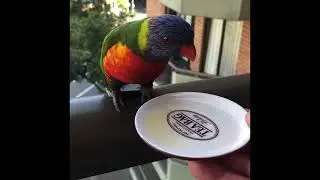 Rainbow Lorikeets