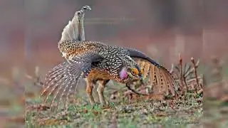 A Tale Of Spring Grouse in Northern Wisconsin