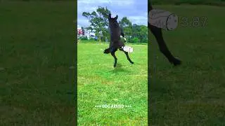 Пёс в режиме FPV: Проверка арма #fpv #фпв #fpvfun