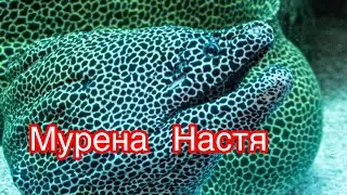 Мурена Настя и книга Гиннеса!) удивительный аквариум в Авиапарке!)