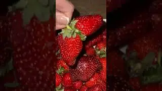 Было вкусно🍓 #клубника