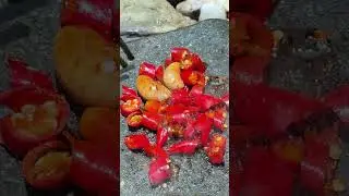 Testicular 