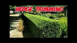 How to trim a hedge at 45 degree cut (short version)