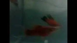 double swordtail
