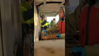 Lobster Season 2021-2022