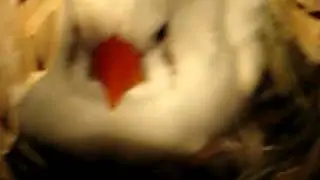 Breakfast-time for the 5 Baby Finches