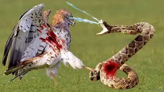 Eagle VS Snake! Eagle Is Constantly Shot In Eye By Snake With Powerful Venom