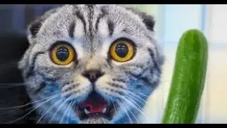Gatos muy Graciosos Se Asustan Con un Pepino - DGM & CB