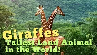 Inside the World of Giraffes: How Do They Sleep?