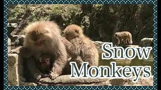 Life in Japan Ep.4 Nagano Snow Monkey Park