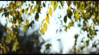 Healing and relaxing Music (Piano Sound)