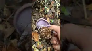 #wildmushroomhunting #mushroom #mushroomhunting #PurpleMushrooms