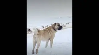 🐕 köpek 🌹