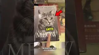Only CATS can READ IT😅📖 