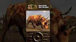 Brahmin Bulls Have 4 Testicles in 