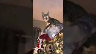 С наступающим, друзья!  ☃️ Смешные видео 2021 😁новинки 2021