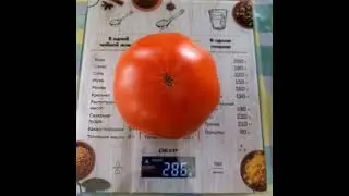 Томат Гигант Короля Желтый в разрезе. Биколор . Коллекционный сорт.
