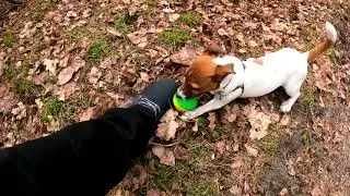 Spacerek Lusi. Lusia to 5 miesięczna suczka Jack Russell terrier