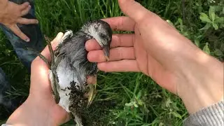 РЫБАЛКА СОВОЛКАМИ В ЗАГОНКУ!