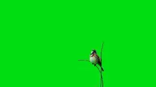 green screen real sparrow