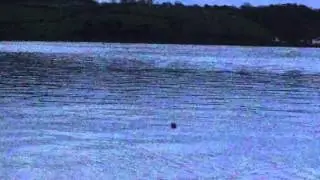 Sea Otter at Night