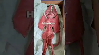 DISTURBING things found! 😫