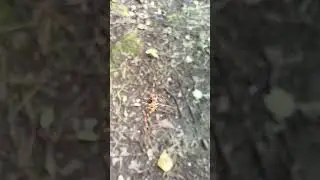 Паук на макро камеру.