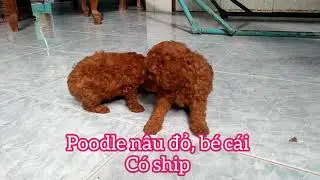 42s giới thiệu 2 bé #Poodle cái nâu đỏ, thuần, có ship 0974168738