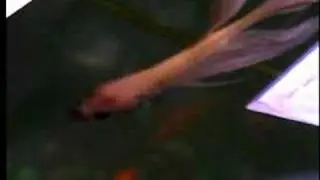 ? Fighting Fish...