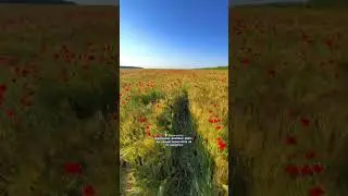 Маковые поля в селе Воронцовка😻🌺 