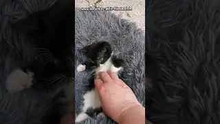 Der kleine Finn hat ein Zuhause gefunden 💖