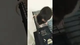 чип чип чапа чапа...