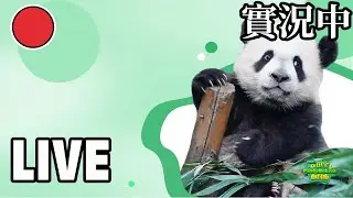 Live now: Newborn baby pandas’ group debut | iPanda