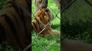 Tiger #tiger