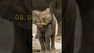 Top 10 most cutest animals baby in the world #sports #top #animals #cutebaby #facts #btsshorts