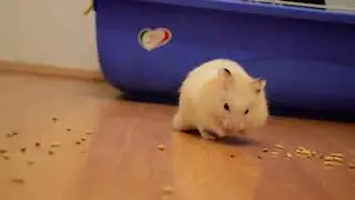 Hamster