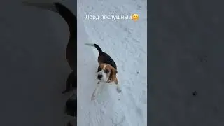 Лорд послушный #beagle#Lord#бигль#Лорд