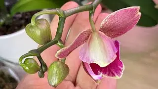 #8 Жду много сюрпризов 😊 Прекраснейший роспуск 🌸 И одну печальку декорирую красненьким Максимом❣️