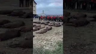 #охота #hunting #загоннаяохота #дикийкабан #boar #охотанакабана