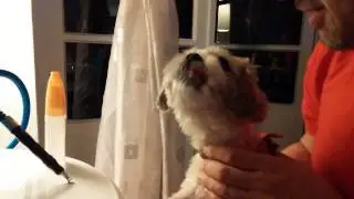 İlaç içen köpek