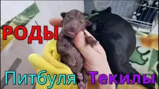 18+ Роды питбуля Текилы 19.01.2021. 11 щенков питбуля!