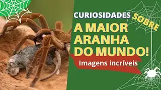 🔴 CURIOSIDADES: Sobre a maior aranha 🕷 do mundo [Impressionante]