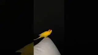 Красота попугая какарика 🦜🦅
