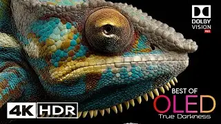 Next-Level 4K HDR OLED | 120FPS Cinematic Showcase