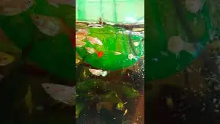 Простейший Отсадник Для Гуппи!!!