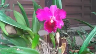 ORQUÍDEA CATTLEYA ROXA (cattleya labiata)