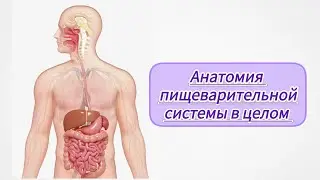 Анатомия 4 лекция. Пищеварительной системы. Полость рта, желудок, кишечник, печень, брюшина...