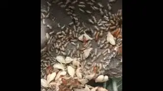 Termite Inspection and Treatment Service by A1 Pest Control Canberra